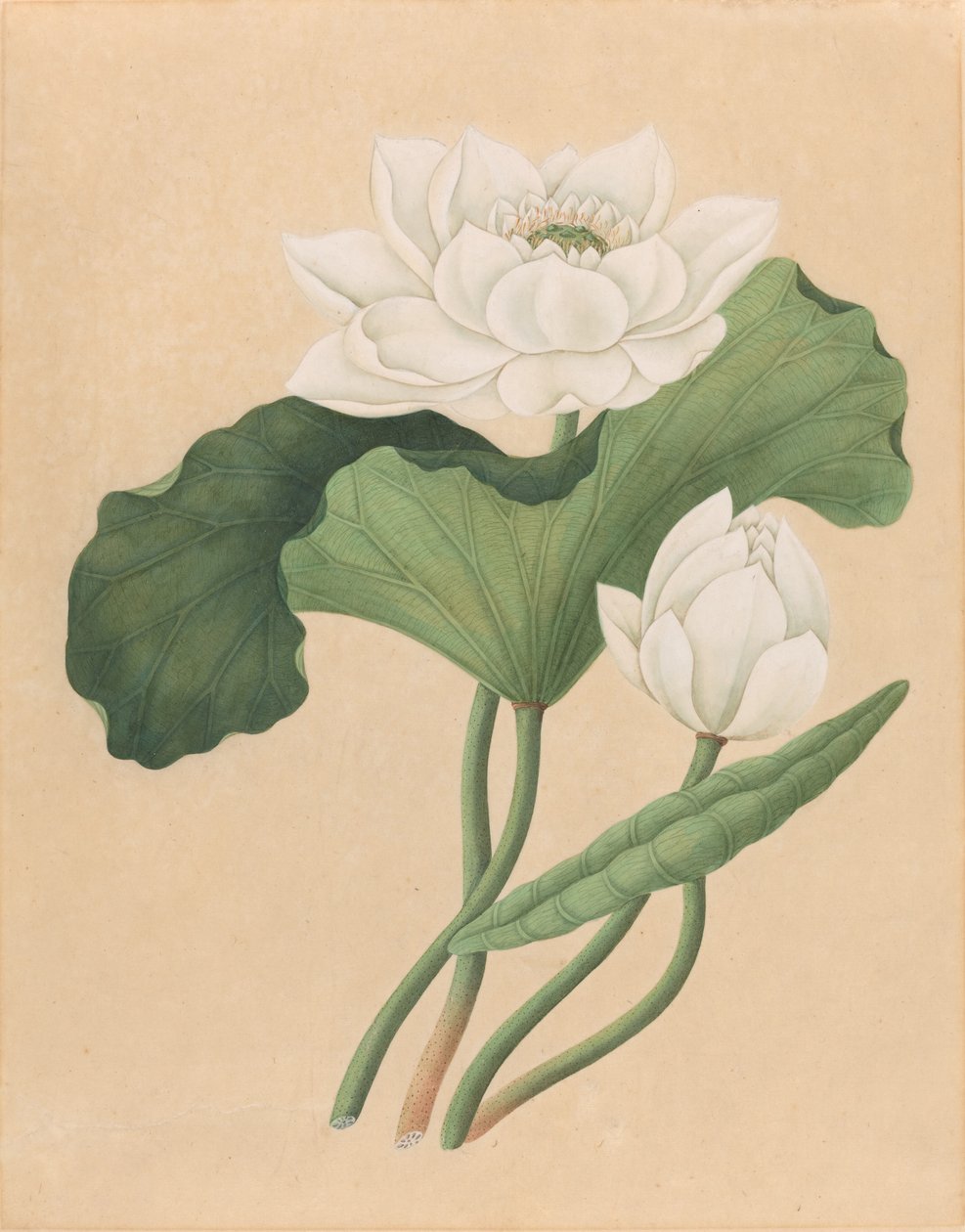 Kelet-indiai lótusz (Nelumbo nucifera) alkotó: British 19th Century