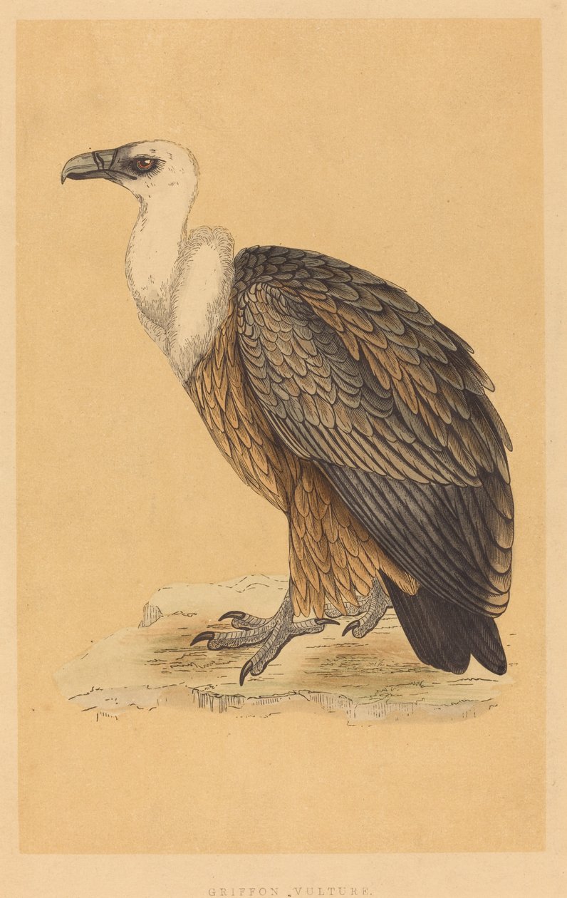 Griff keselyű alkotó: British 19th Century