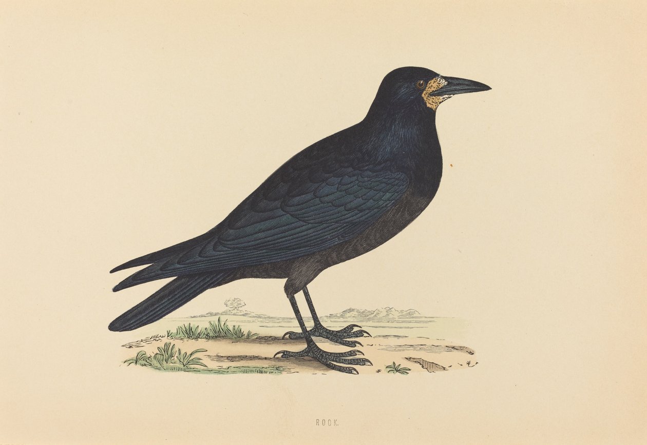 Rook alkotó: British 19th Century