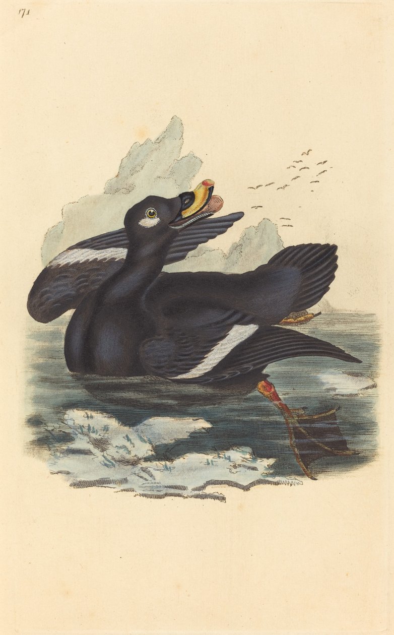 Bársonykacsa alkotó: British 19th Century