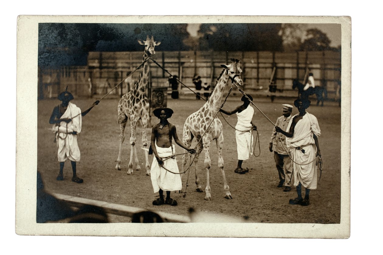 Giraffes and their Somali handlers, c.1905 (gelatin silver print) alkotó: British Photographer