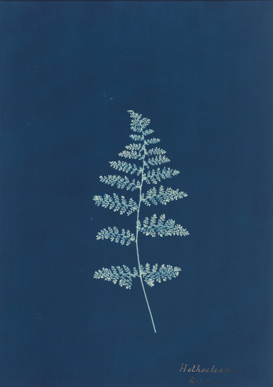 Hothocleana,c. 1850-es évek (fotó) alkotó: British Photographer