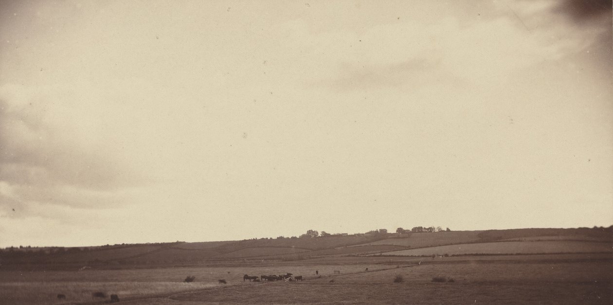 Mezőn tehenekkel,1850-1860-as évek (fotó) alkotó: British Photographer