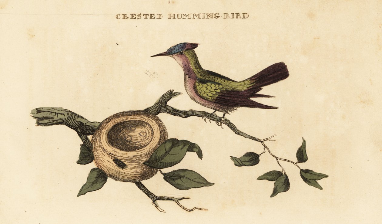 Antillák tarajos kolibri, Orthorhyncus cristatus alkotó: British School