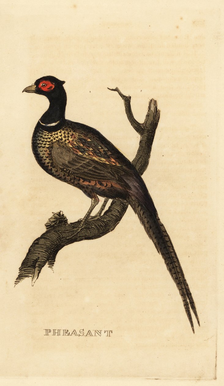 Közönséges fácán, Phasianus colchicus alkotó: British School