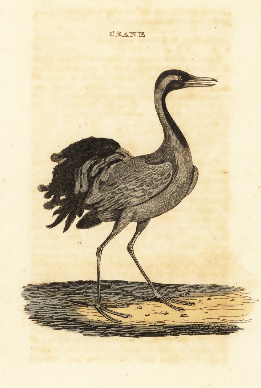 Demoiselle daru, Grus virgo alkotó: British School