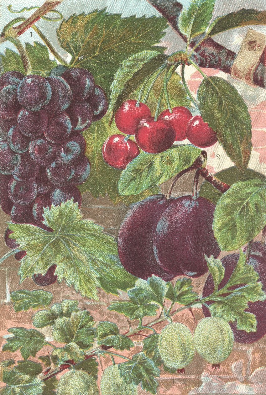 Gyümölcsök: szőlő, cseresznye, szilva (színes litho) alkotó: British School