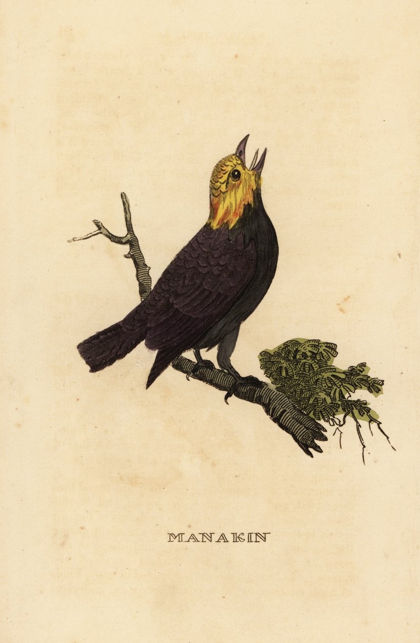 Aranyfejű manakin, Ceratopipra erythrocephala alkotó: British School