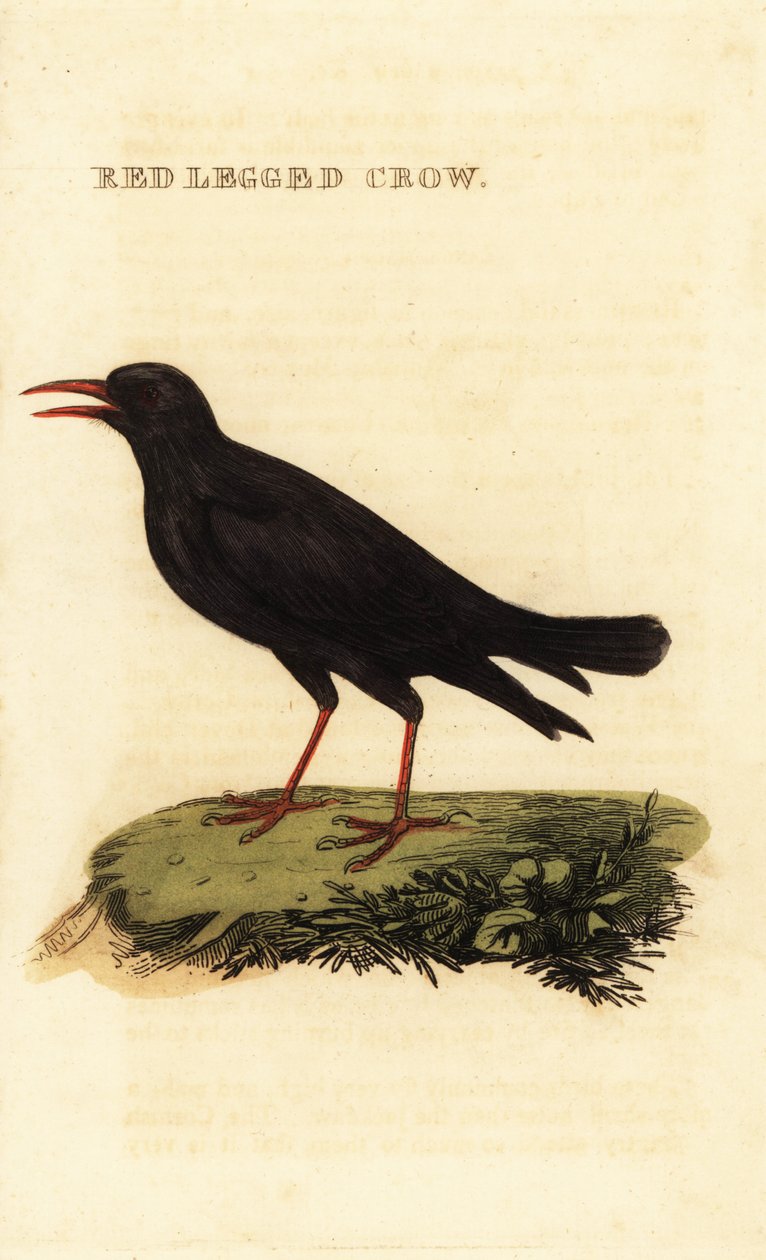 Vöröscsőrű köhögés, Pyrrhocorax pyrrhocorax alkotó: British School