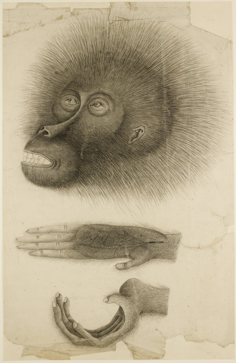 Egy orangután feje és kezei, 1818-30 körül (ceruza és akvarell papíron) alkotó: British School