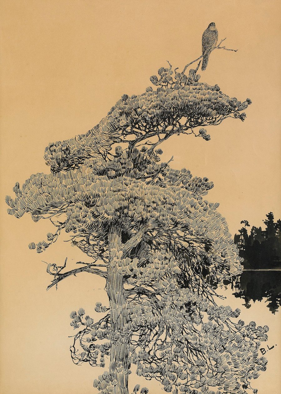 Peregrine Falcon in treetopnSvenska: Pilgrimsfalk i tradtoppn alkotó: Bruno Andreas Liljefors