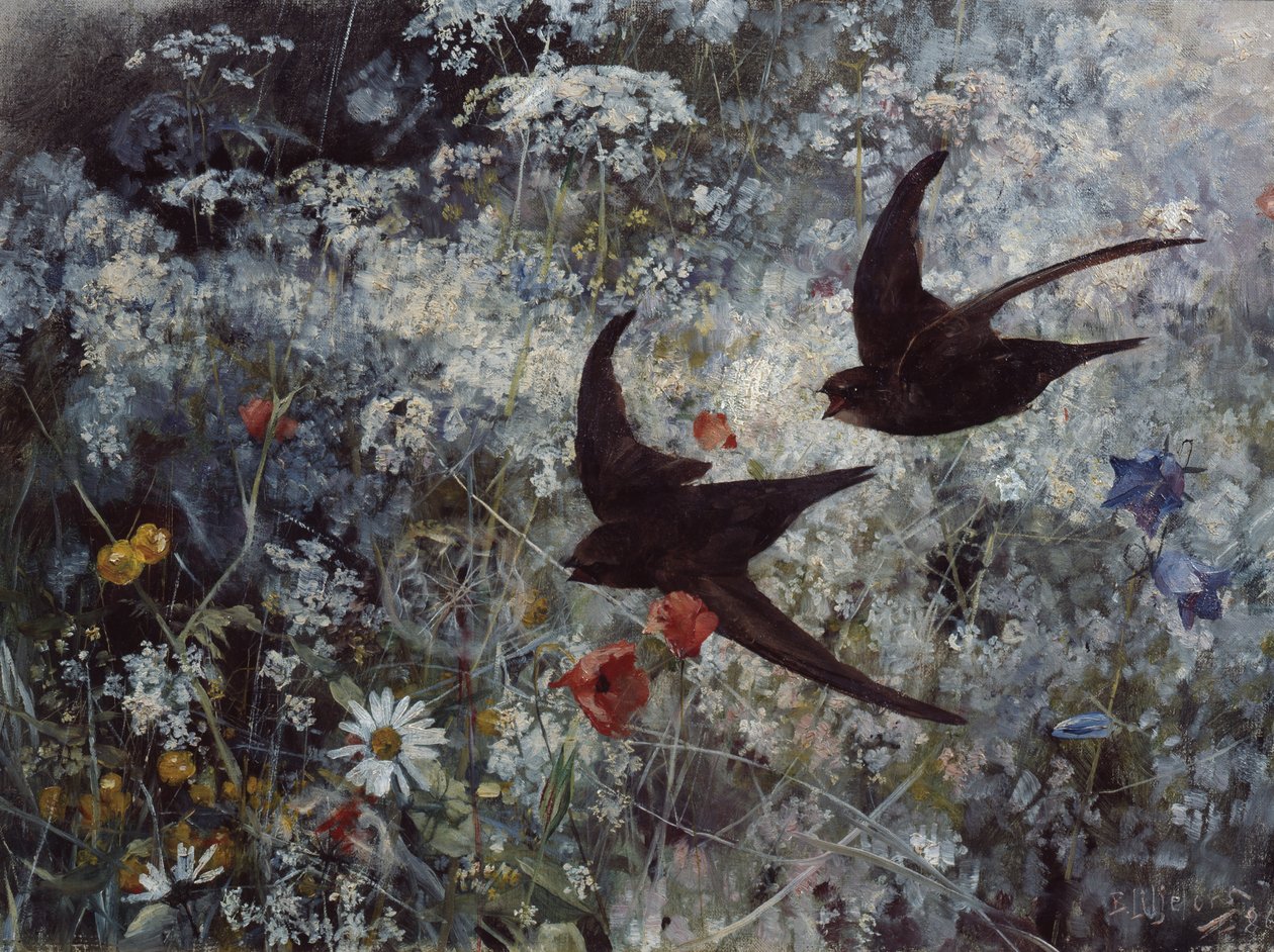 (Gyakori) Swift alkotó: Bruno Andreas Liljefors