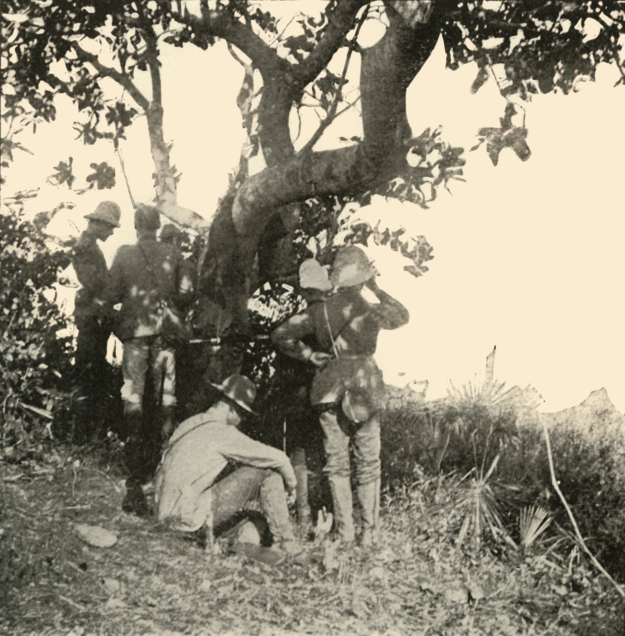 Fa, amelyről Paget kapitány...látta...San Juan csata, spanyol-amerikai háború, 1898. június, 1899. alkotó: Burr McIntosh