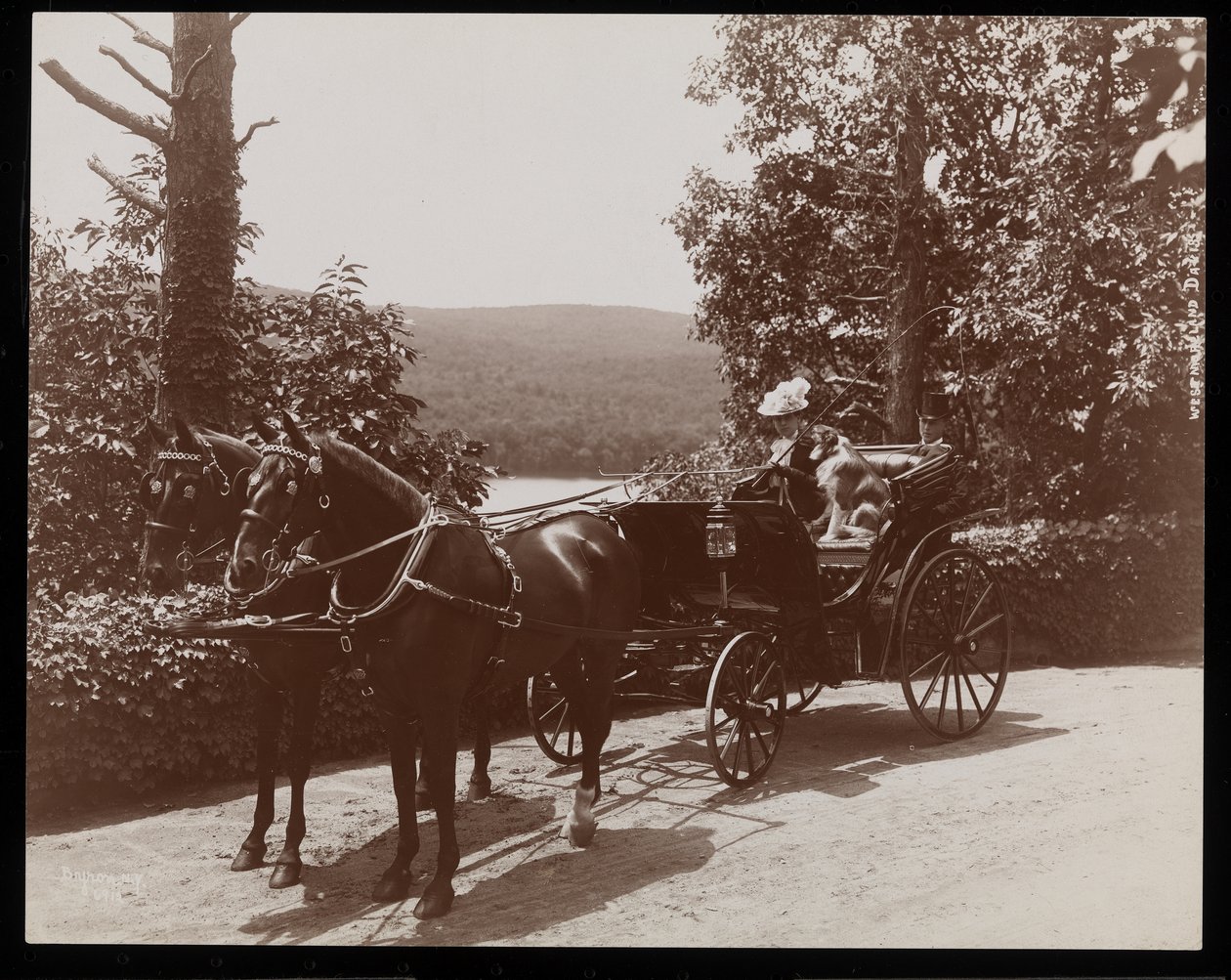 Egy nő és egy kutya lovas kocsiban, 1899 (ezüst zselatin nyomat) alkotó: Byron Company