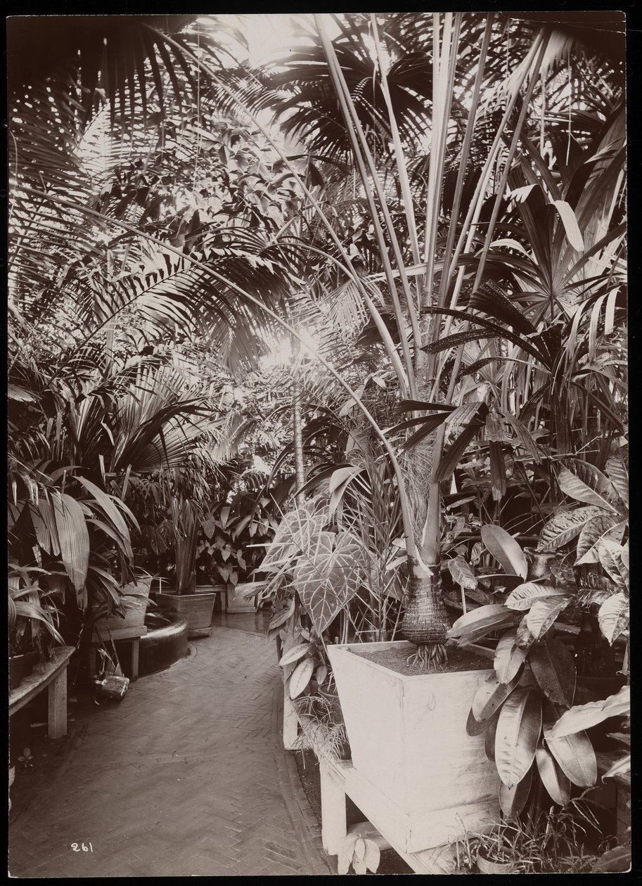 Növények egy üvegházban a Helen Gould birtokán (a néhai Jay Gould rezidencia) Tarrytownban, New York, 1894 (ezüst zselatinos nyomat) alkotó: Byron Company