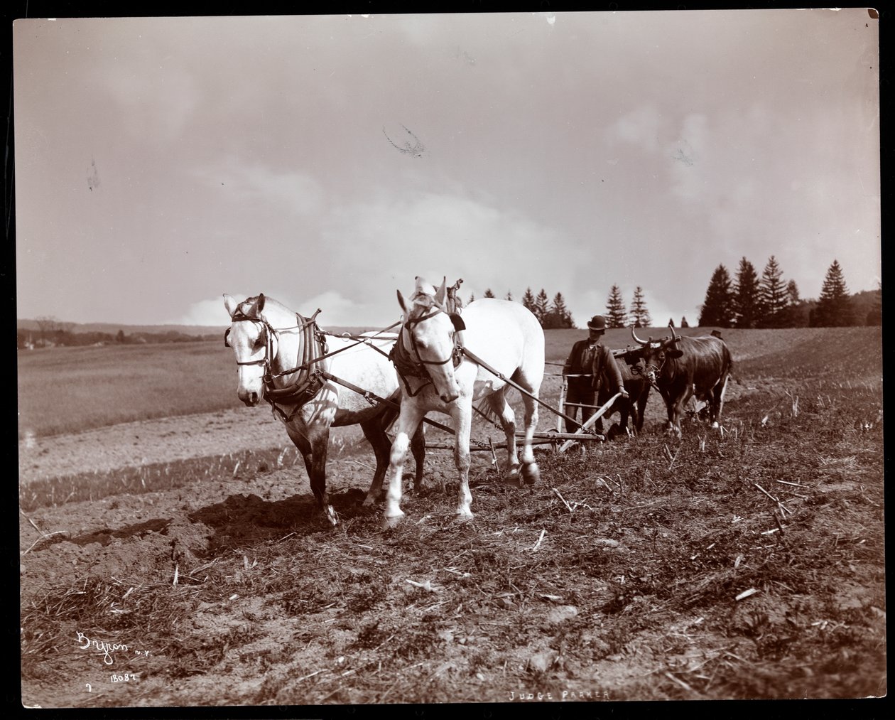 Szántás Alton Brooks Parker birtokán, Esopus Creek, New York, 1904 (ezüst zselatin nyomat) alkotó: Byron Company