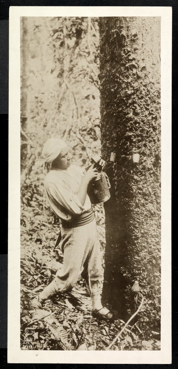 Egy férfi, aki gumit gyűjt egy gumifáról, feltehetően Panamában, a csatorna építése idején, 1913 (ezüstzselatinos nyomat) alkotó: Byron Company