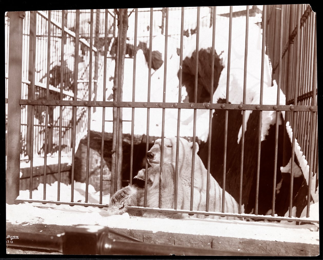 Kilátás egy jegesmedvére egy ketrecben a Central Park Zoo-ban, New York, 1898 (ezüst zselatin nyomat) alkotó: Byron Company