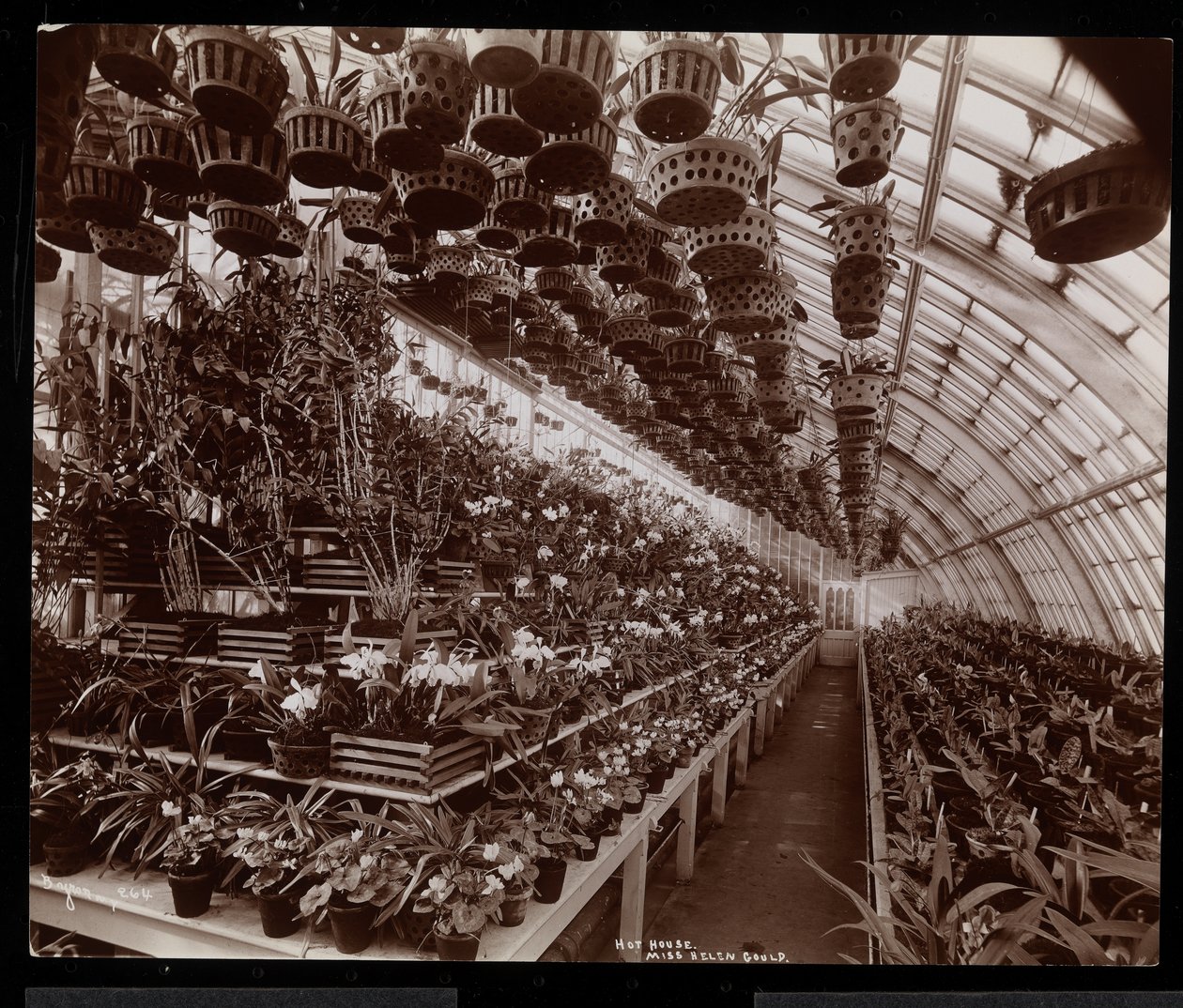 Orchideák egy üvegházban a Helen Gould birtokon (késői Jay Gould rezidencia) Tarrytownban, New Yorkban, 1894 (ezüst zselatin nyomat) alkotó: Byron Company