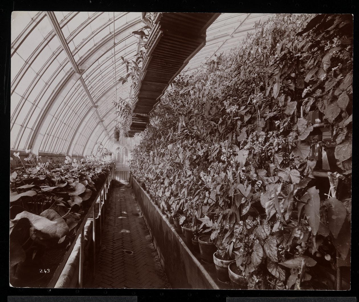 Orchideák egy üvegházban a Helen Gould birtokán (a néhai Jay Gould rezidenciája) Tarrytownban, New York, 1894 (ezüst zselatinos nyomat) alkotó: Byron Company