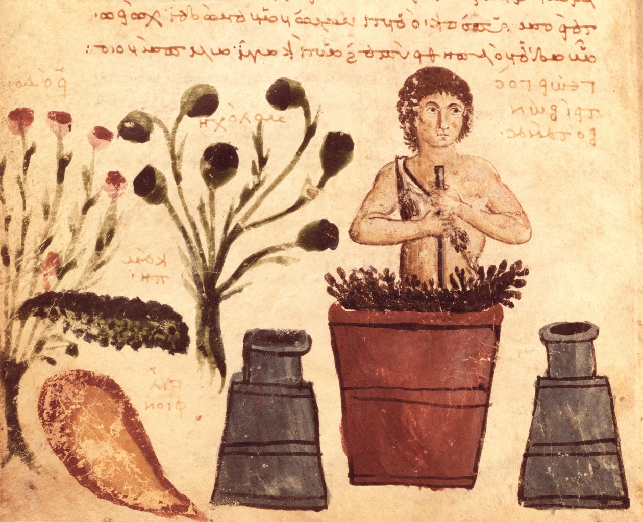 Ms Supp Grec 247 fol.5 Egy paraszt, aki kenőcsöt készít a kígyók elleni védelemre, a colophoni Nicander Theriaca-ból (Kr. e. 2. század) alkotó: Byzantine