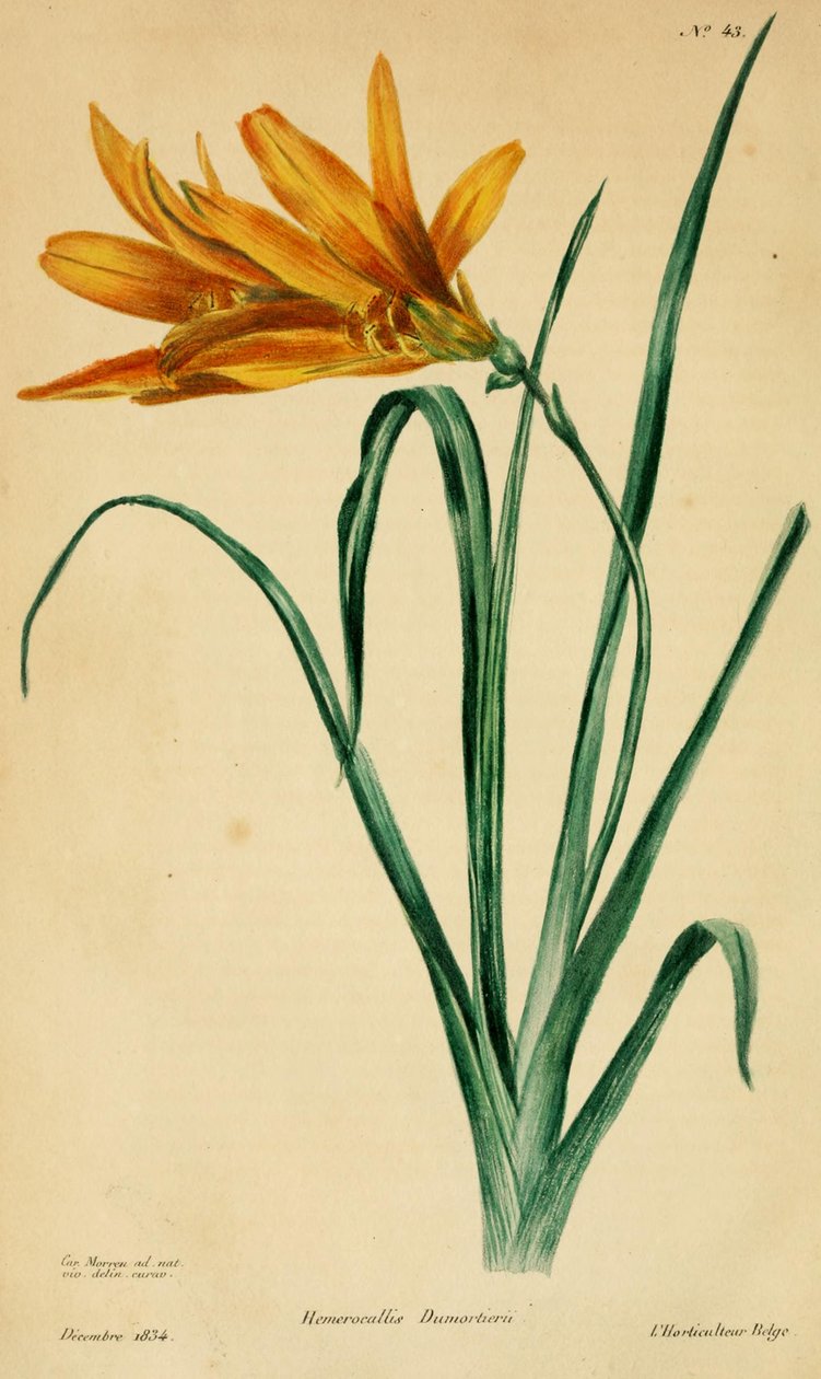 Hemerocallis dumortieri alkotó: C. Morren