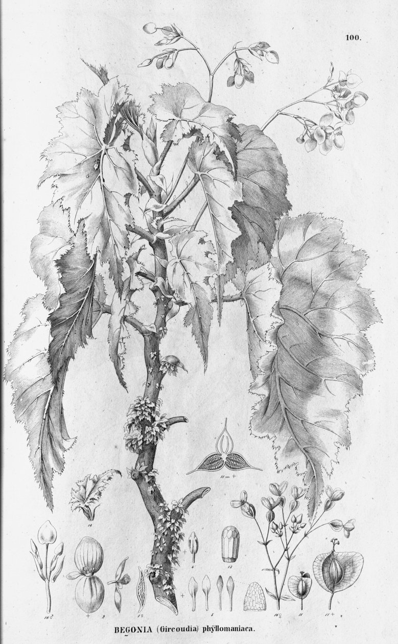 Begonia × phyllomaniaca alkotó: C.F.P.von Martius and auct. suc.