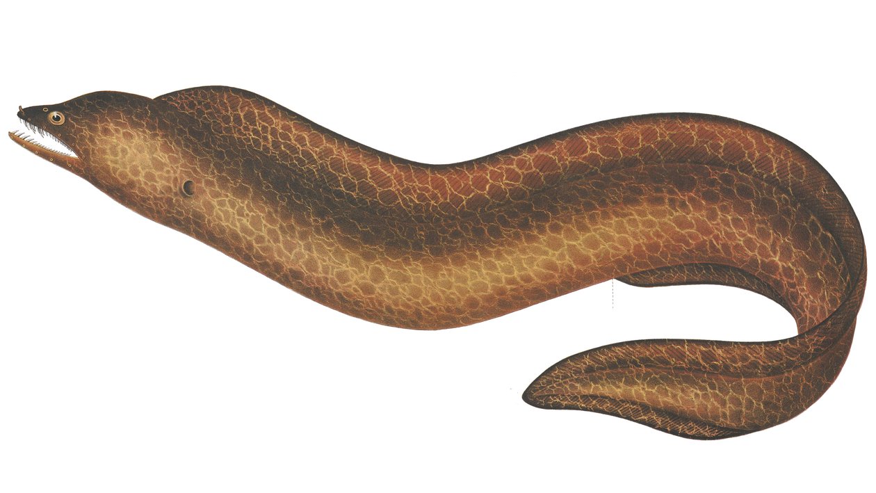 Muraena pseudothyrsoidea alkotó: C.W. Mieling