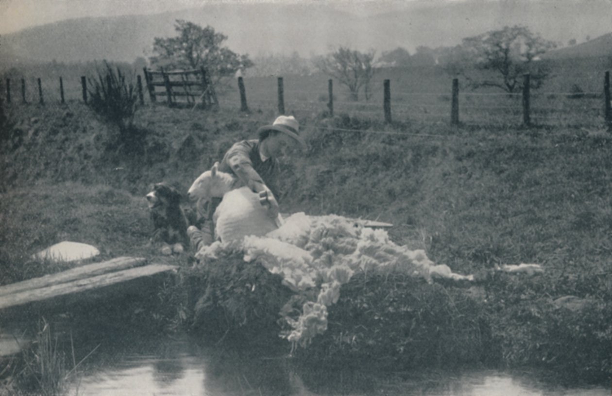 Birkanyírás, 1910 alkotó: C. Reid
