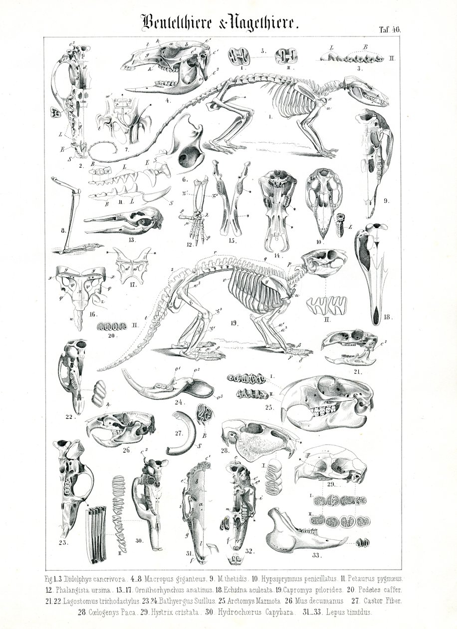 Az erszényesek és a rágcsálók anatómiai ábrázolása alkotó: C. Roth