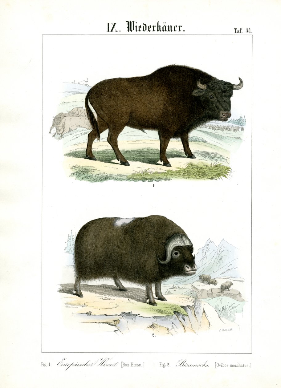  alkotó: C. Roth