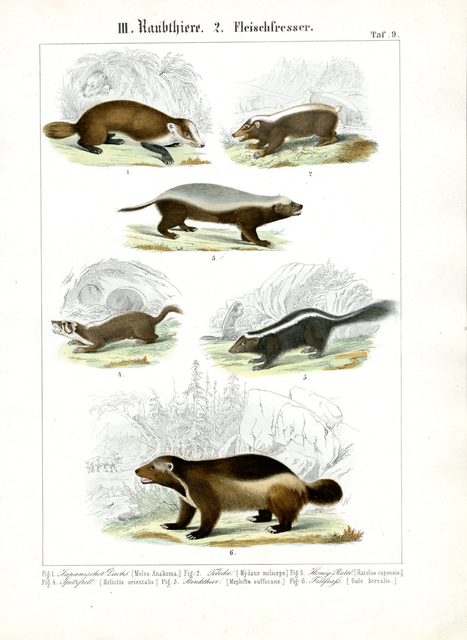Mustelidák ragadozók alkotó: C. Roth