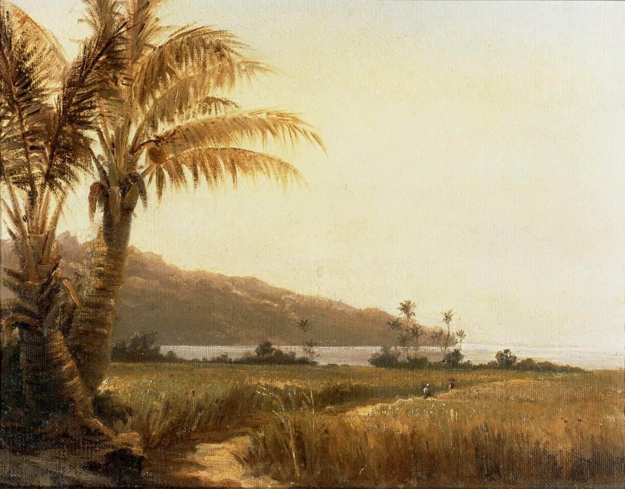 Kókuszpálmák a tengerparton, Saint Thomas, Antillák ... (festmény, vászon) alkotó: Camille Pissarro