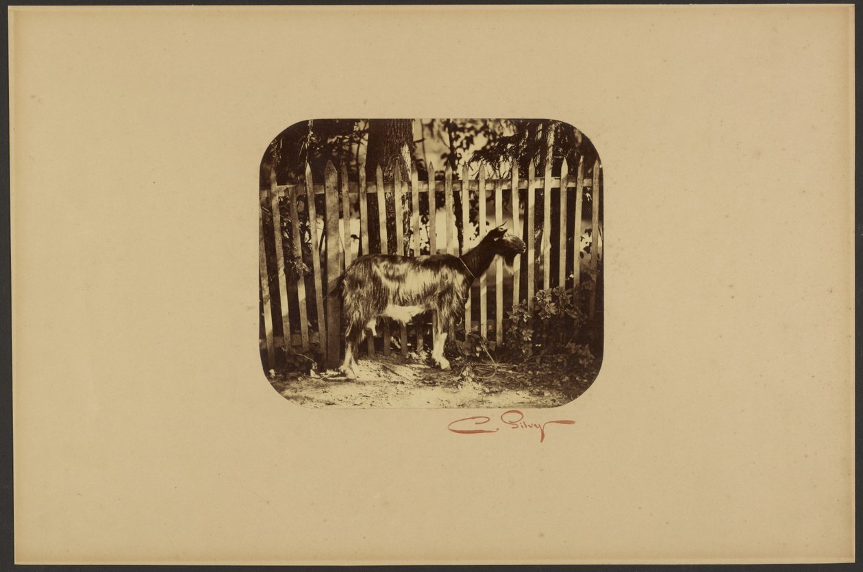 [Kecske] alkotó: Camille Silvy