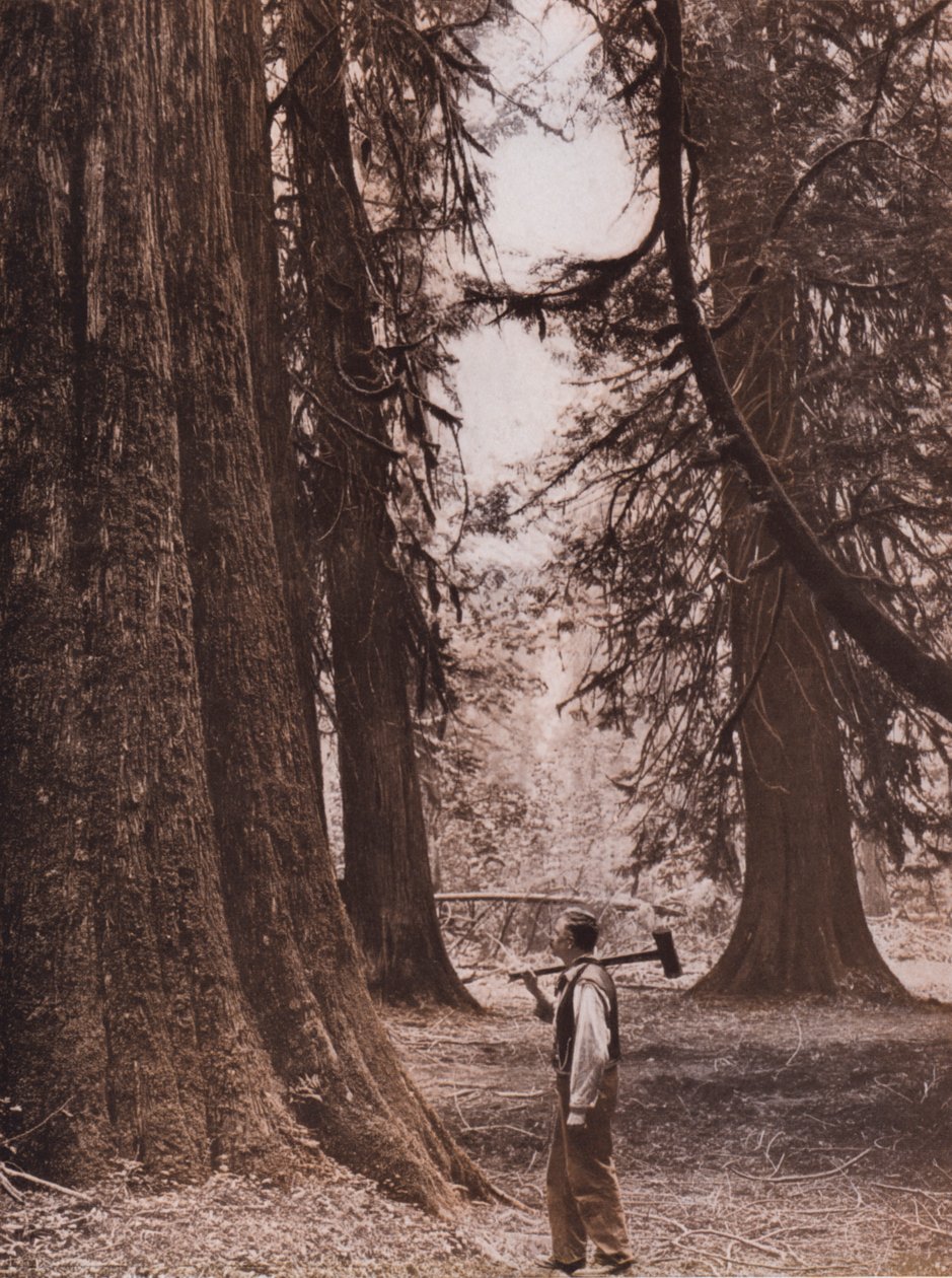 Douglas fenyőfák, Brit Columbia, Kanada (fekete-fehér fotó) alkotó: Canadian Photographer
