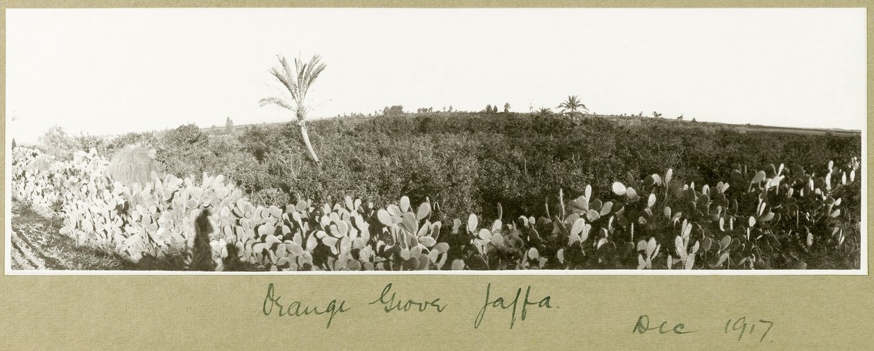 Orange Grove, Jaffa, 1917. december alkotó: Capt. Arthur Rhodes