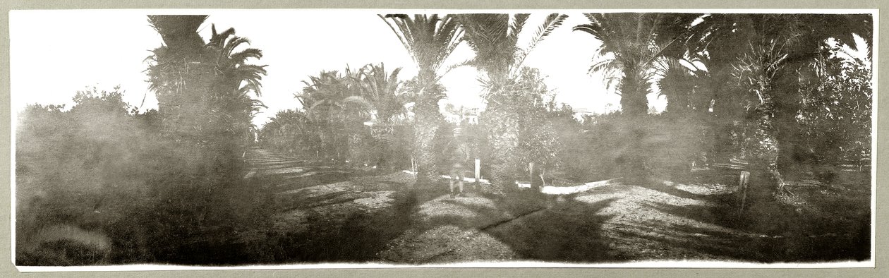 Palm Grove, 1917-1918 körül alkotó: Capt. Arthur Rhodes