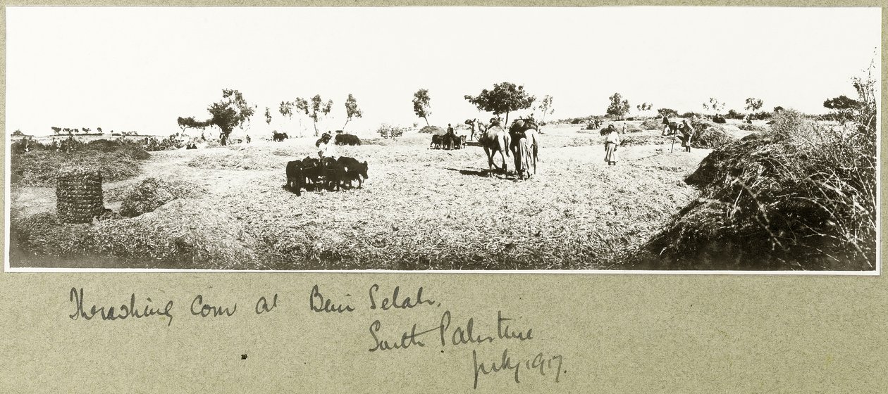 Kukoricacséplés Beni Selahnál, 1917. július alkotó: Capt. Arthur Rhodes