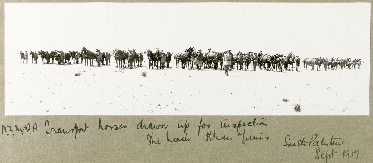 N.Z.M.F.A. lovak szállítása ellenőrzésre a tengerparton, Khan Yunis, 1917. szeptember alkotó: Capt. Arthur Rhodes