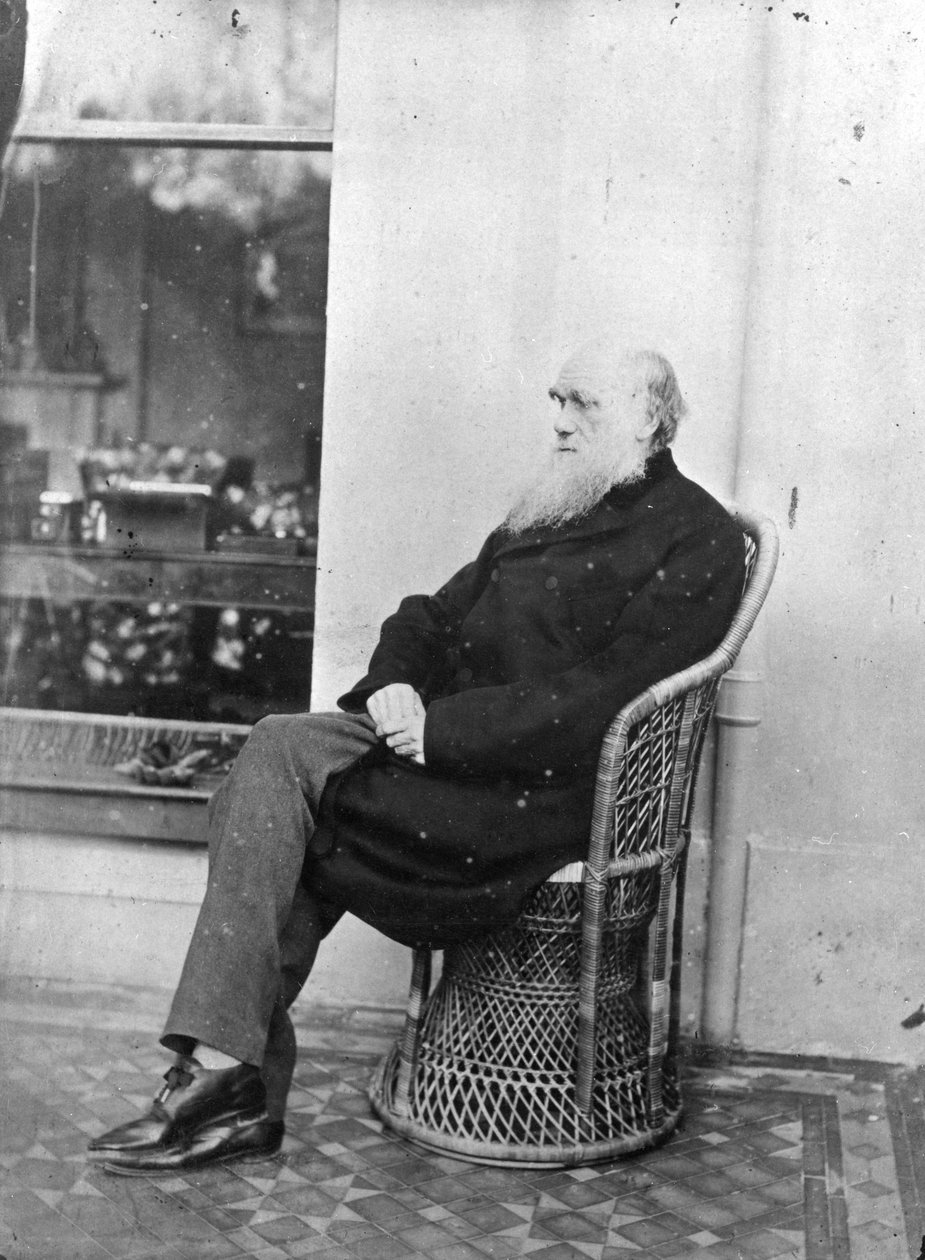 Charles Darwin alkotó: Captain L. Darwin