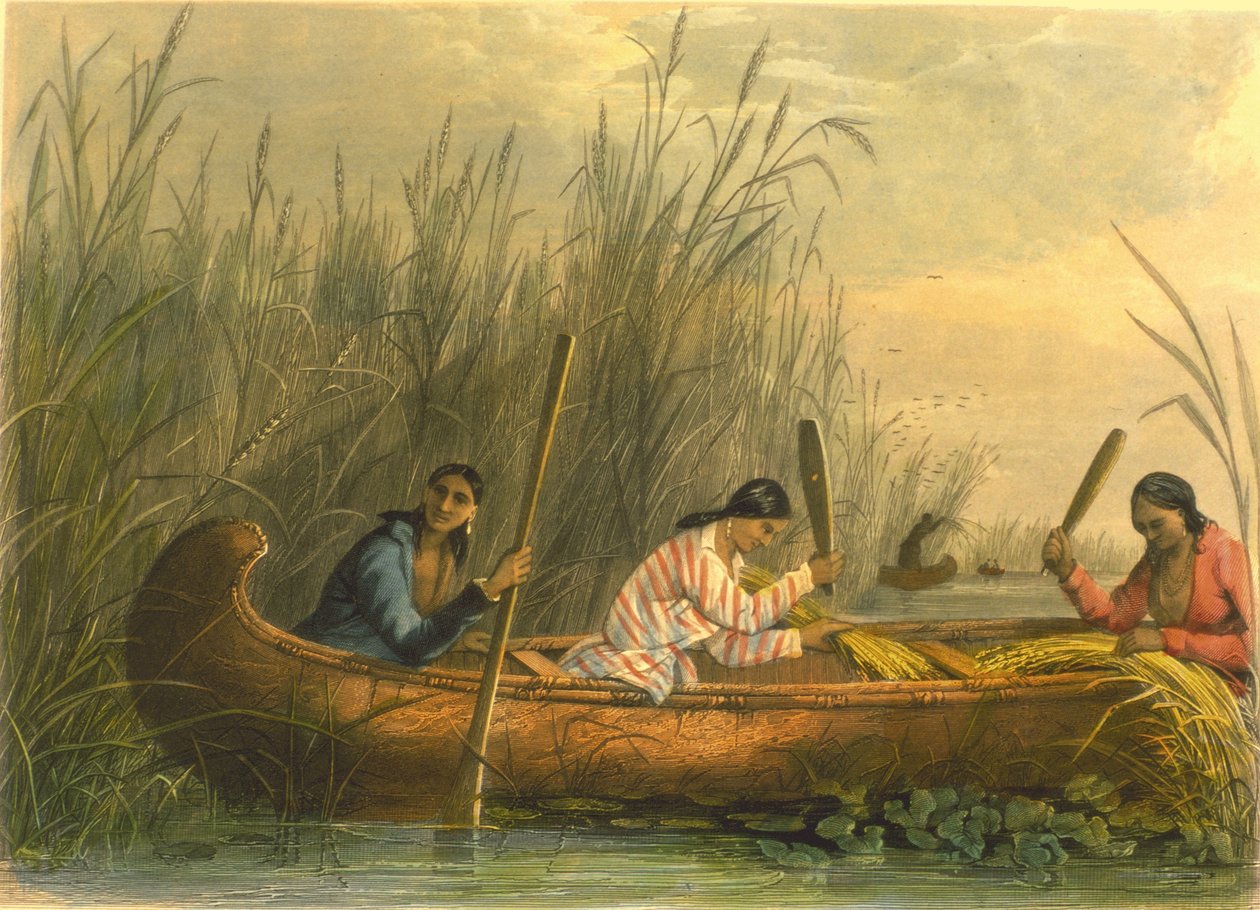 Vadrizsgyűjtés, 1853 alkotó: Captain Seth Eastman