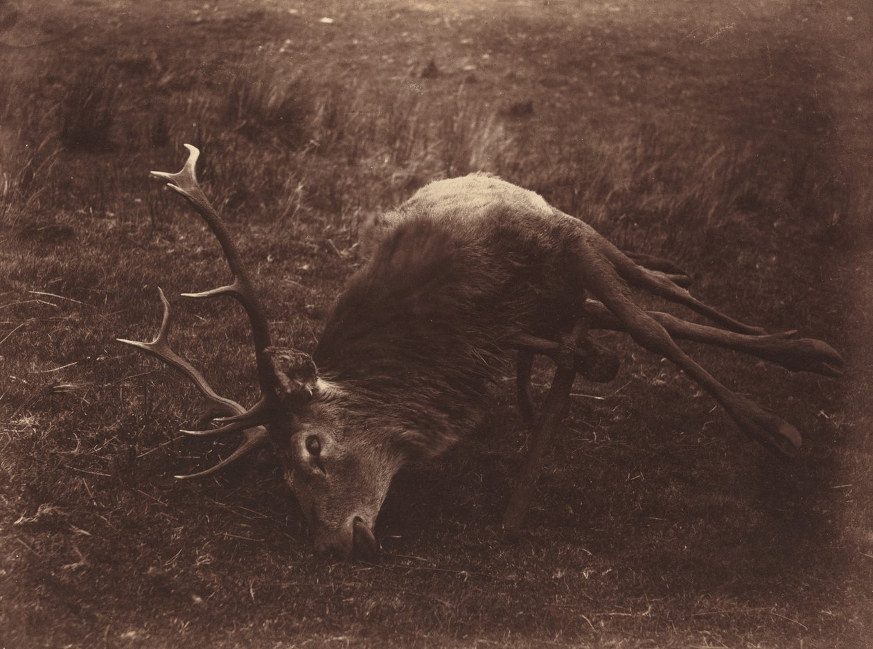 Döglött szarvas alkotó: Captain Horatio Ross
