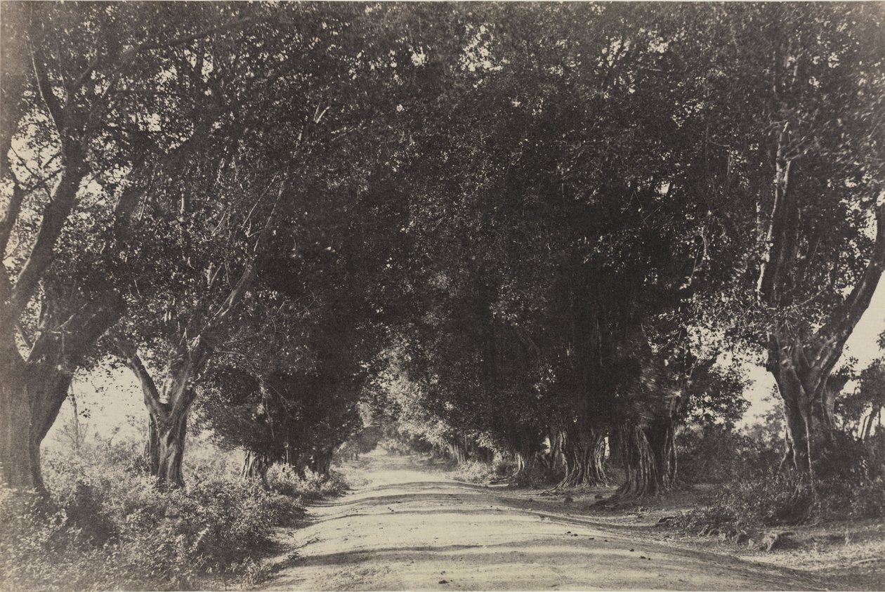 A Banyan Trees sugárútja, Sheringham, India alkotó: Captain Linnaeus Tripe