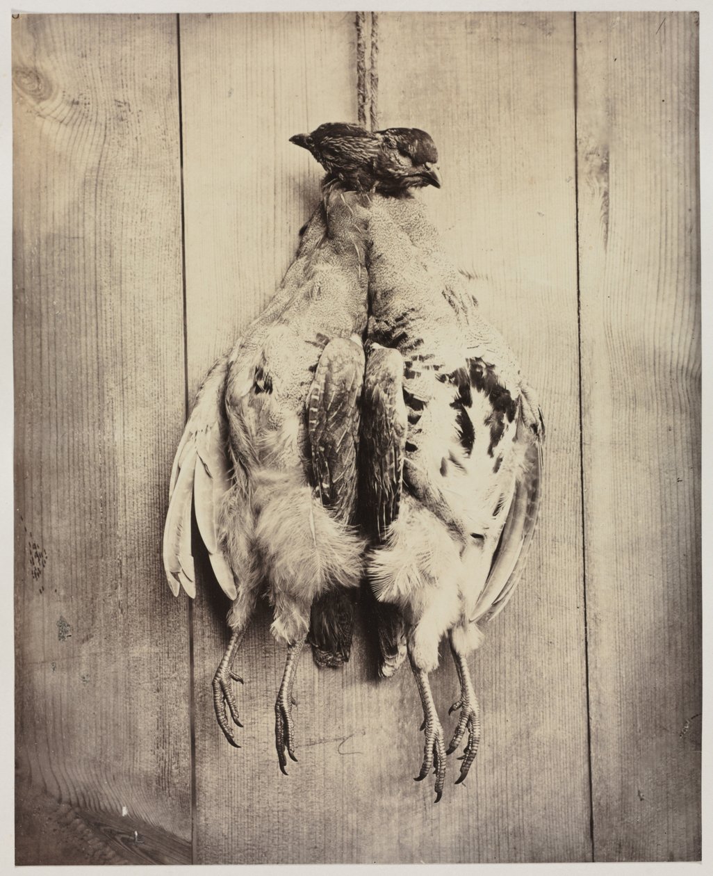 Partridges recto, L.D. Campbell sírja verso, c. 1861. alkotó: Captain N. Baily