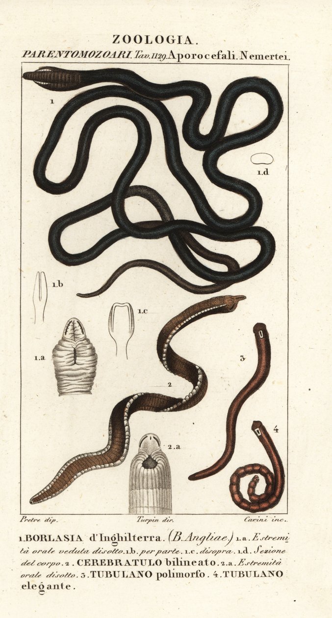 Csizmás féreg, Lineus longissimus 1, Borlasia angliae 1, orrféreg, Cerebratulus bilineatus 2, Cerebratulus bilineatus 2, szalagféreg, Tubulanus polimorphus 3, Tubulanus elegans 4 alkotó: Carini Carini