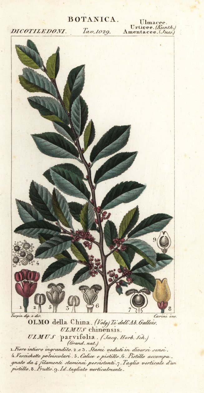 Kínai szil vagy csipkeszil, Ulmus parvifolia, Ulmus chinensis, Olmo della China alkotó: Carini Carini