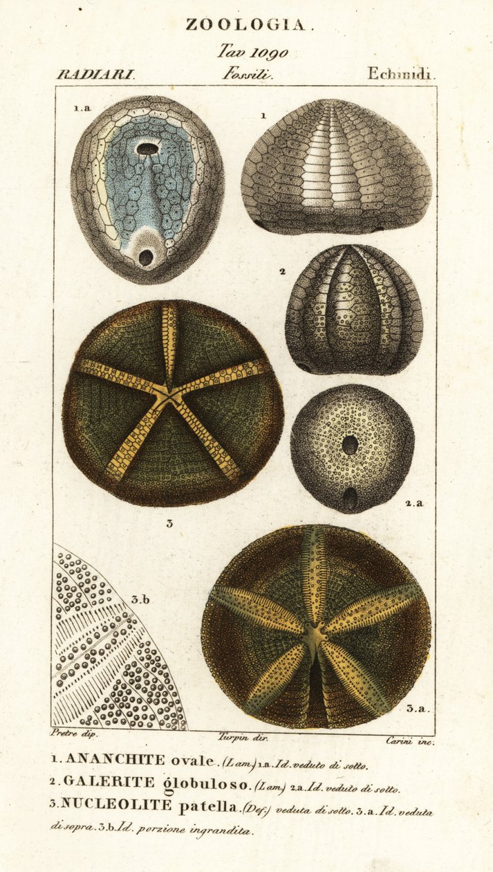 Kihalt tengeri sünök kövületei: Echinocorys (Ananchites) 1, Galerites globulosus 2 és Nucleolites patella 3 alkotó: Carini Carini