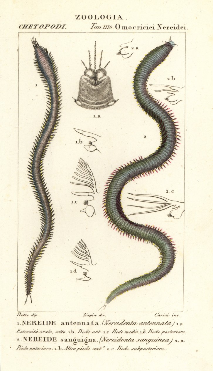 Leodice antennata, Nereidonta antennata 1 és Eunice sanguinea, Nereidonta sanguinea 2 alkotó: Carini Carini