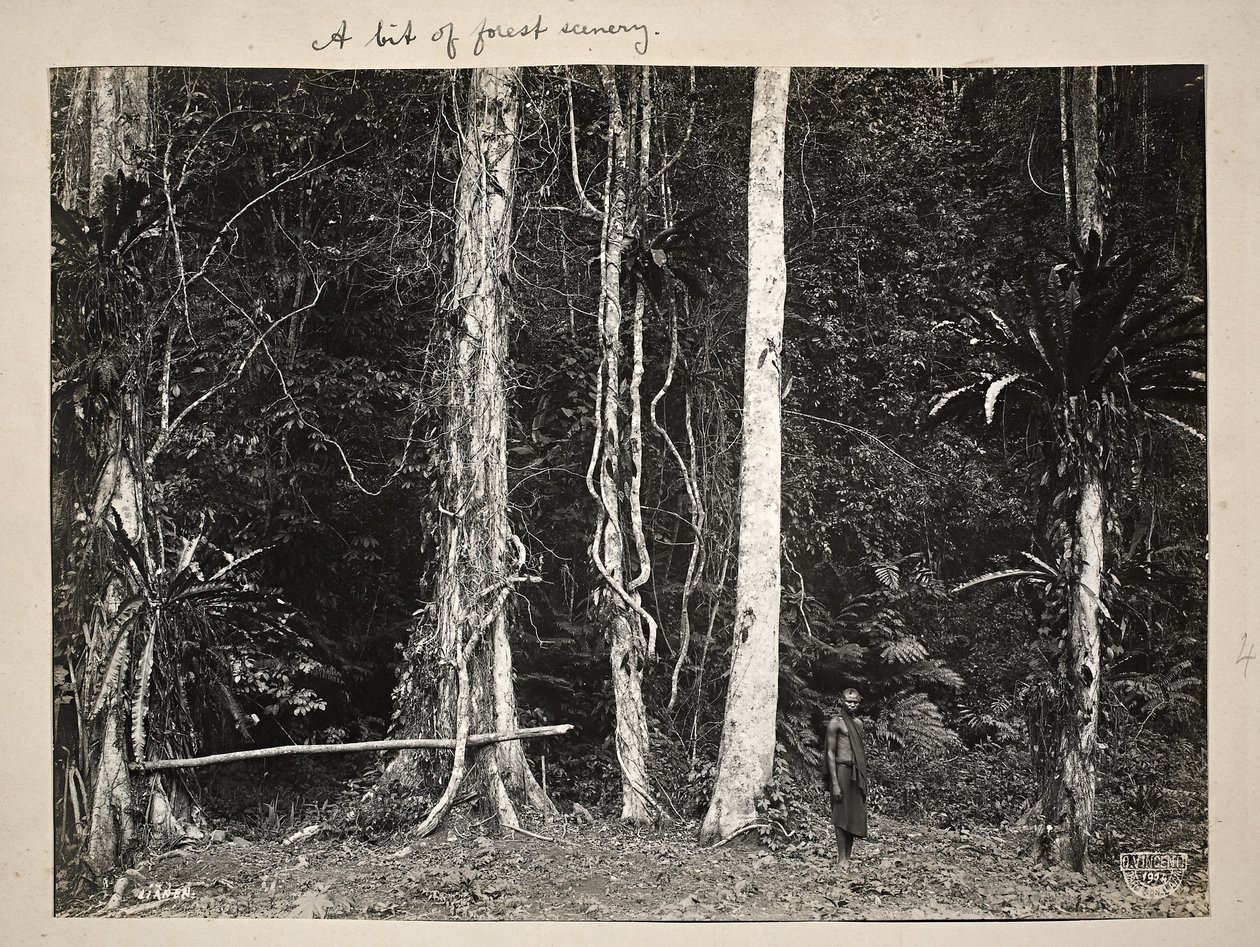 Lianen, vagy mászónövények, 1904 (platina nyomat) alkotó: Carl Vincenti