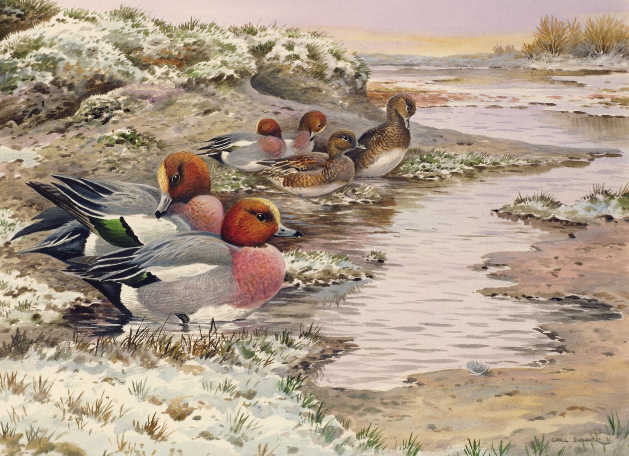 Hajnal a mosdókon - Wigeon alkotó: Carl Donner